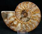 Beautiful / Cut Ammonite Fossil #11788-3